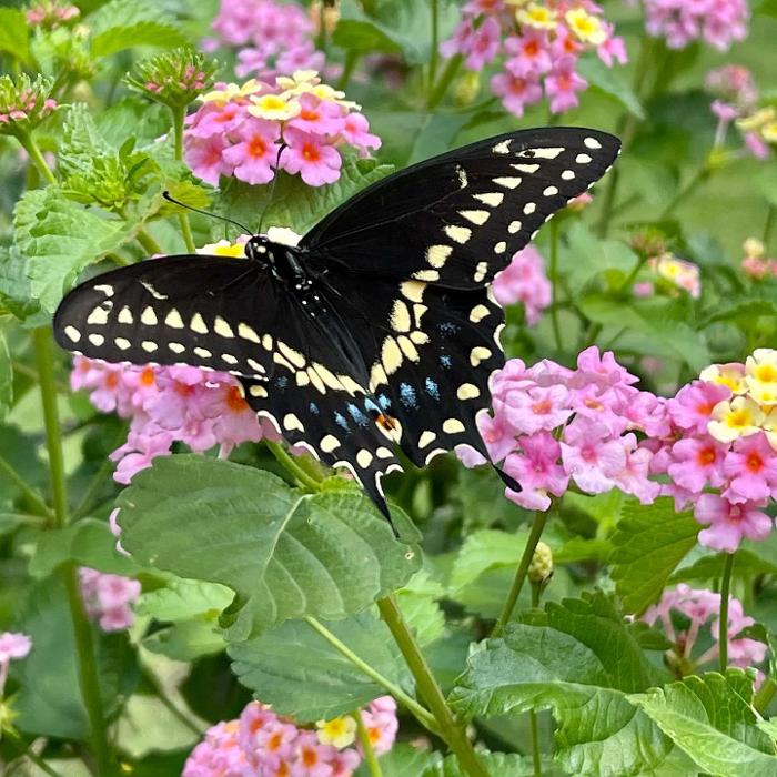 Lorna Littrell Photography - Fort Myers Beach, FL
