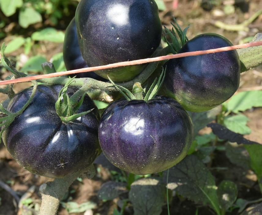 Lorna Littrell Photography - Fort Myers Beach, FL