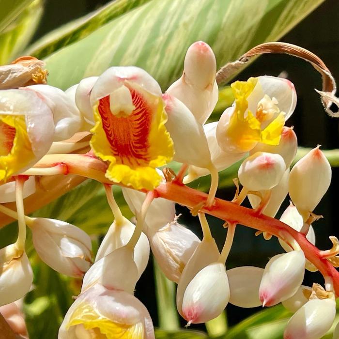 Lorna Littrell Photography - Fort Myers Beach, FL