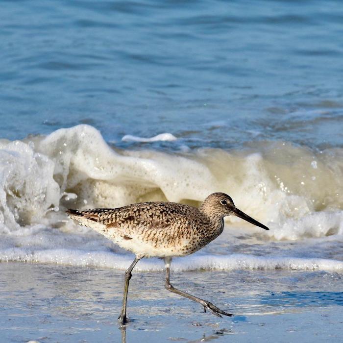 Lorna Littrell Photography - Fort Myers Beach, FL