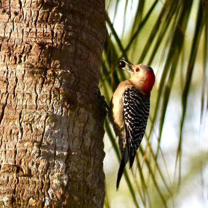 Lorna Littrell Photography - Fort Myers Beach, FL