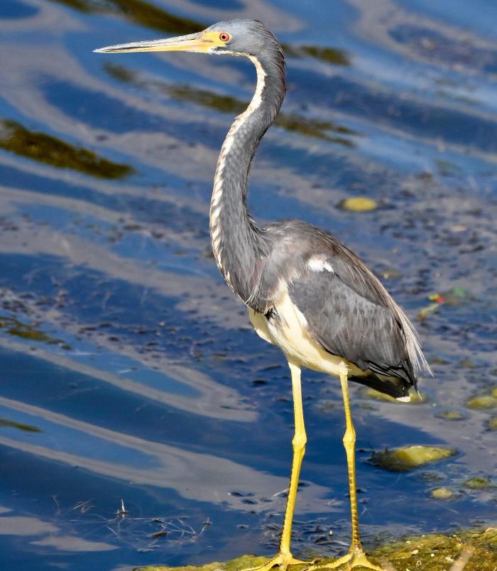 Lorna Littrell Photography - Fort Myers Beach, FL