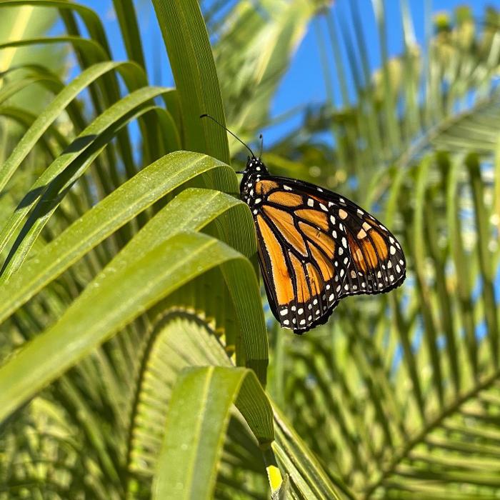 Lorna Littrell Photography - Fort Myers Beach, FL