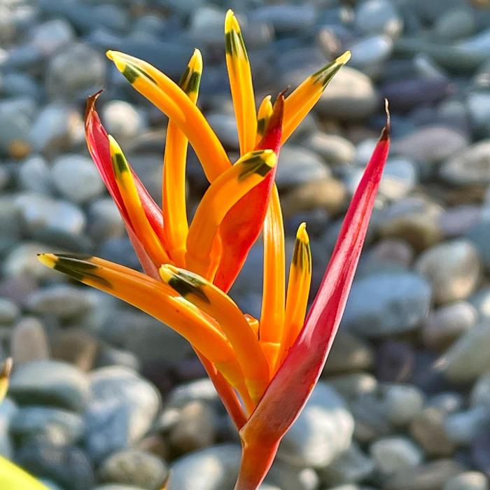 Lorna Littrell Photography - Fort Myers Beach, FL