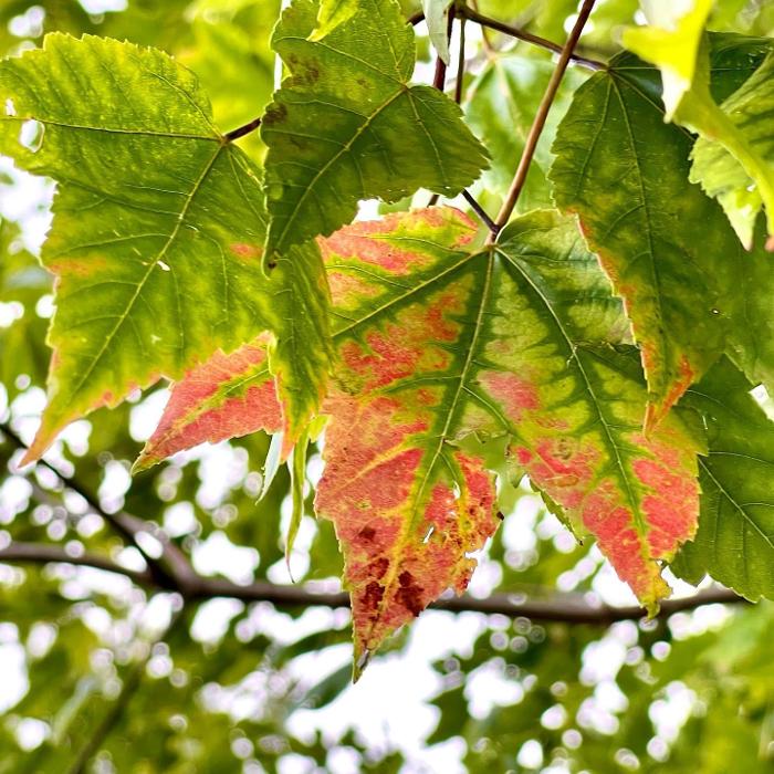 Lorna Littrell Photography - Fort Myers Beach, FL
