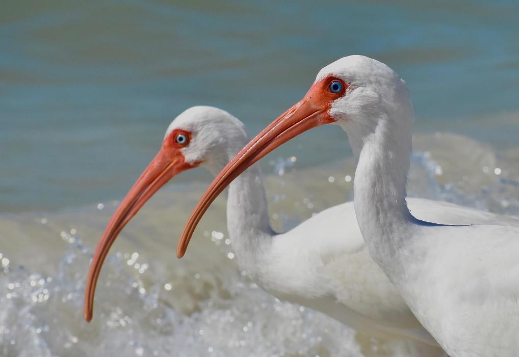 Lorna Littrell Photography - Fort Myers Beach, FL