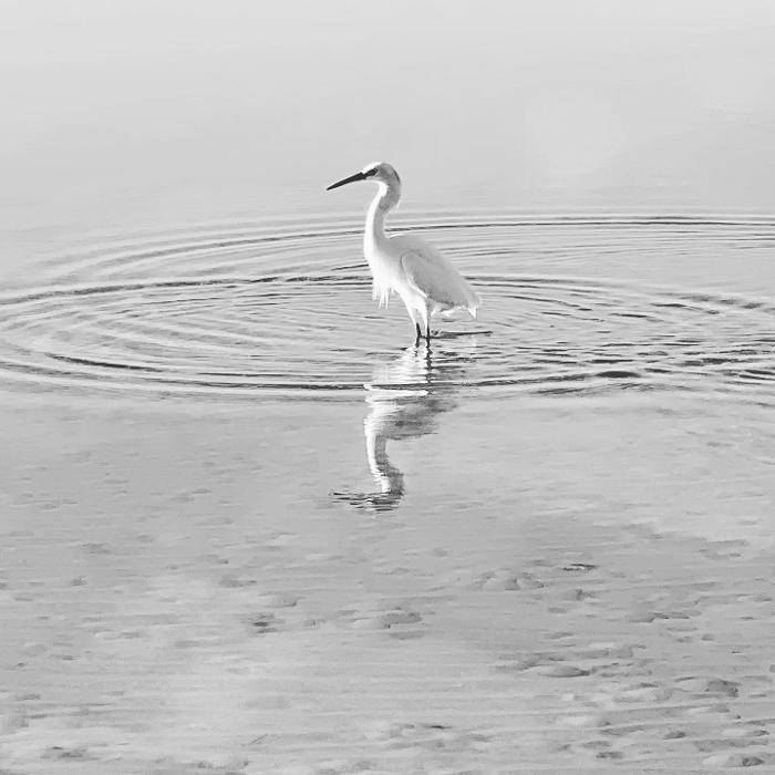 Lorna Littrell Photography - Fort Myers Beach, FL