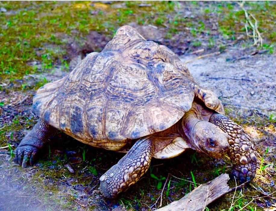 Lorna Littrell Photography - Fort Myers Beach, FL