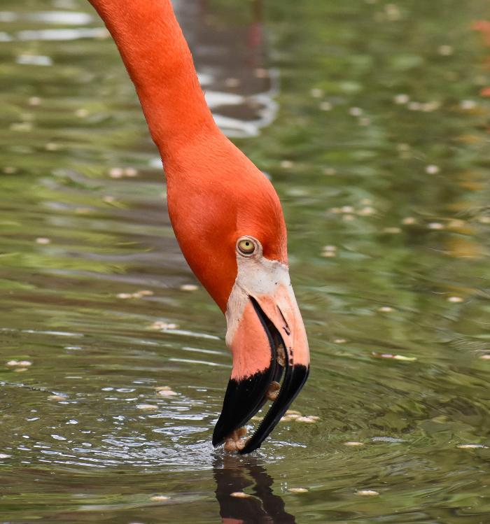 Lorna Littrell Photography - Fort Myers Beach, FL