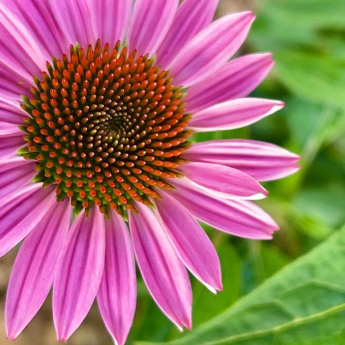 Lorna Littrell Photography - Fort Myers Beach, FL