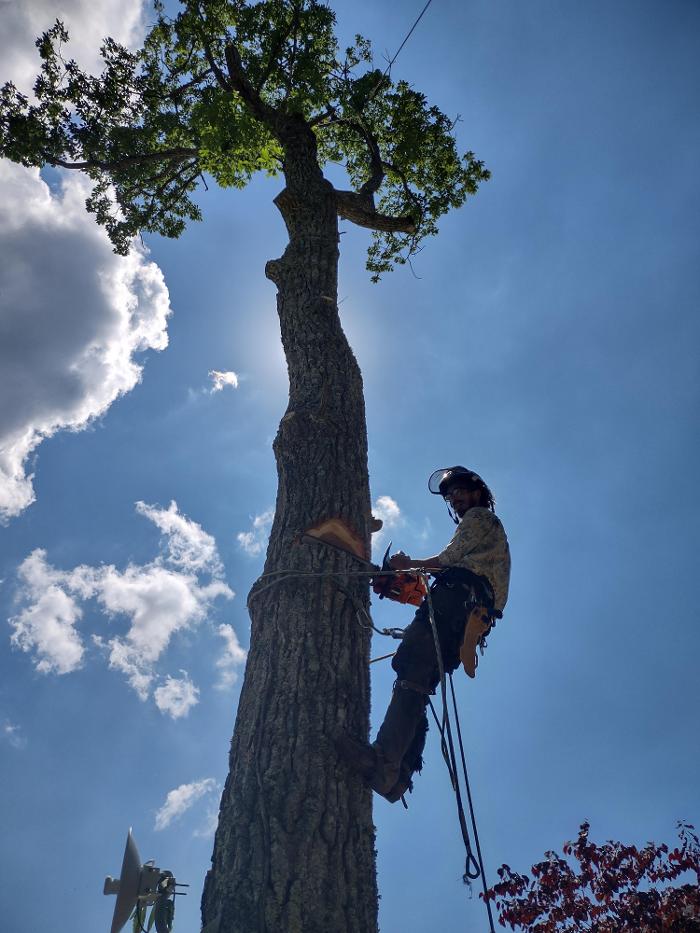 Gravity Works Tree Service - Asheville, NC