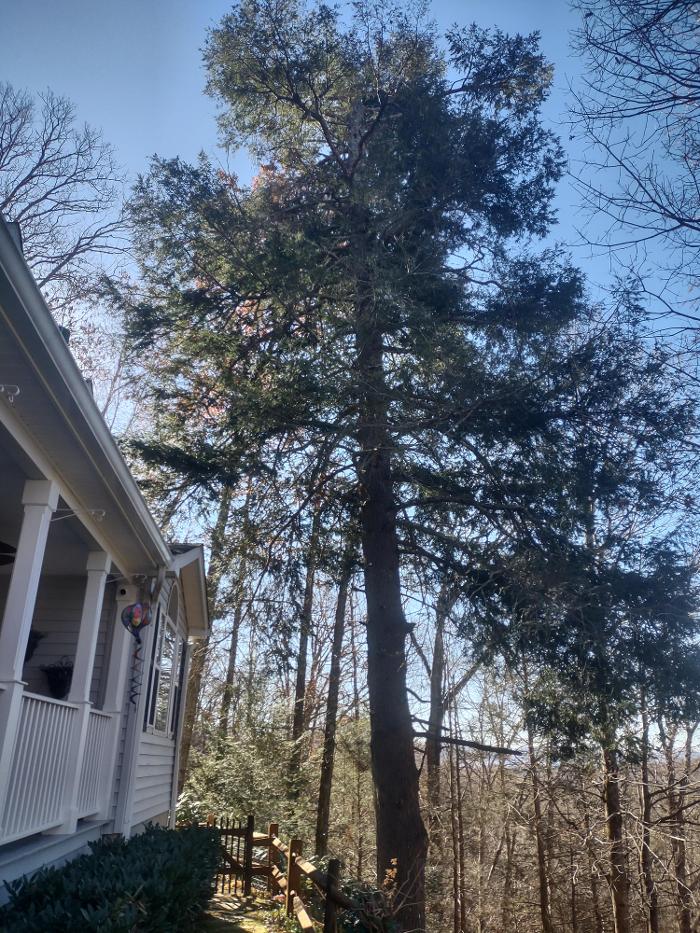 Gravity Works Tree Service - Asheville, NC
