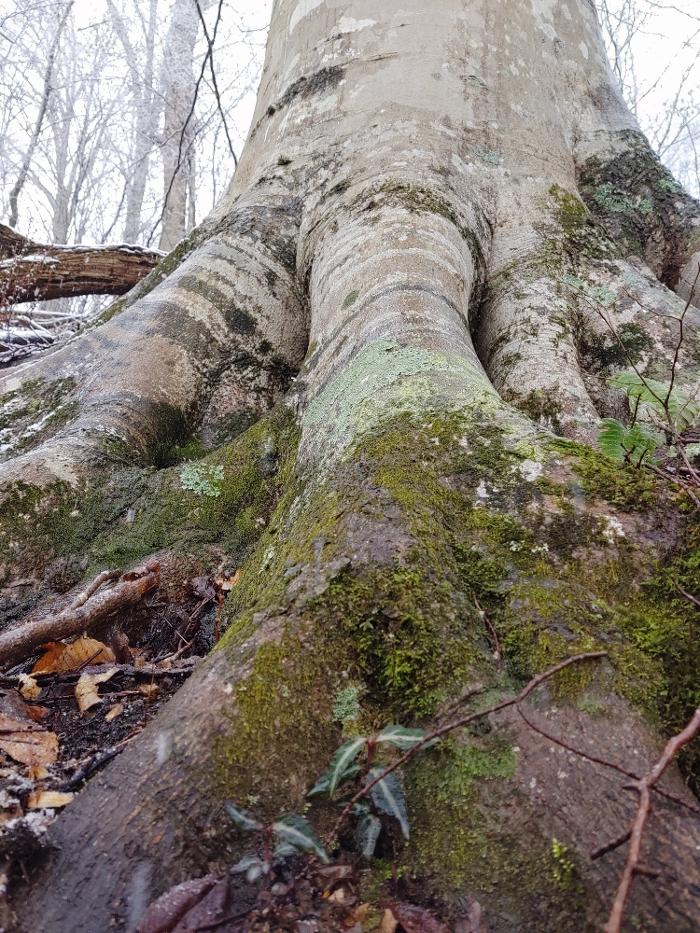 Gravity Works Tree Service - Asheville, NC
