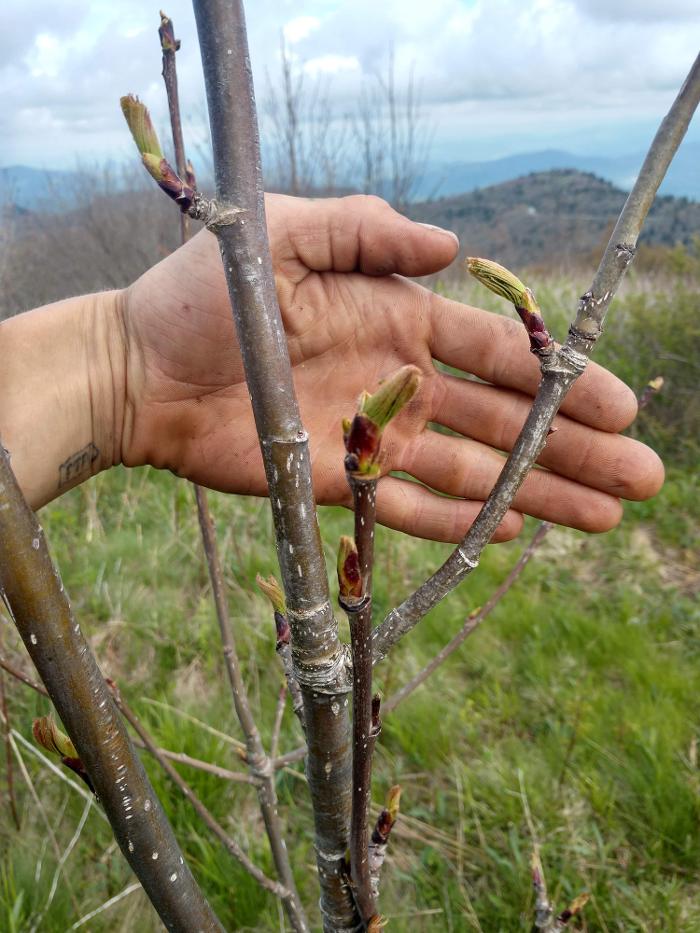 Gravity Works Tree Service - Asheville, NC