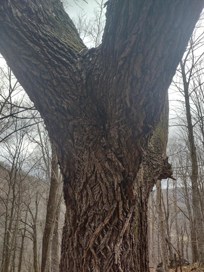 Gravity Works Tree Service - Asheville, NC