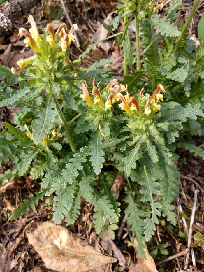 Gravity Works Tree Service - Asheville, NC