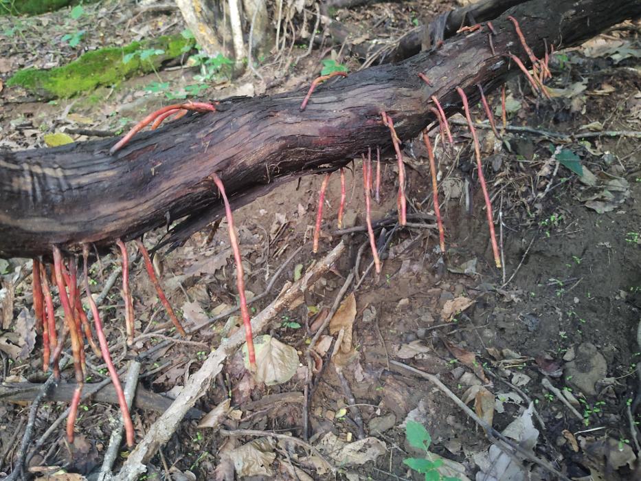 Gravity Works Tree Service - Asheville, NC