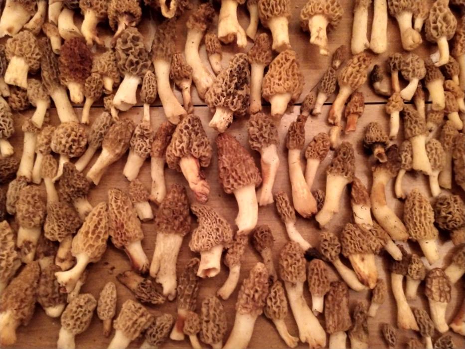 Gravity Works Tree Service - Asheville, NC