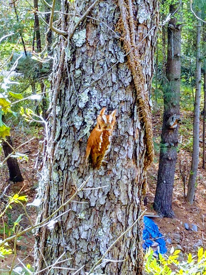 Gravity Works Tree Service - Asheville, NC