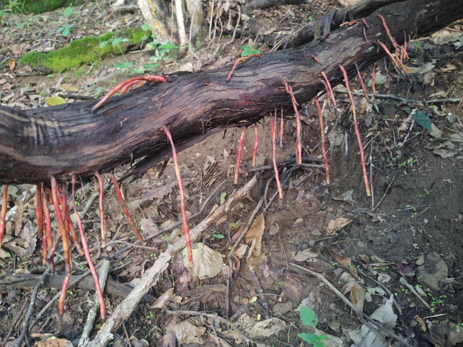 Gravity Works Tree Service - Asheville, NC