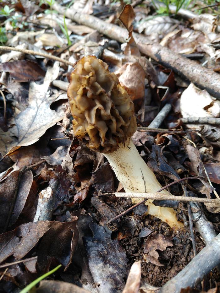 Gravity Works Tree Service - Asheville, NC