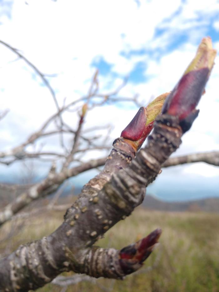 Gravity Works Tree Service - Asheville, NC