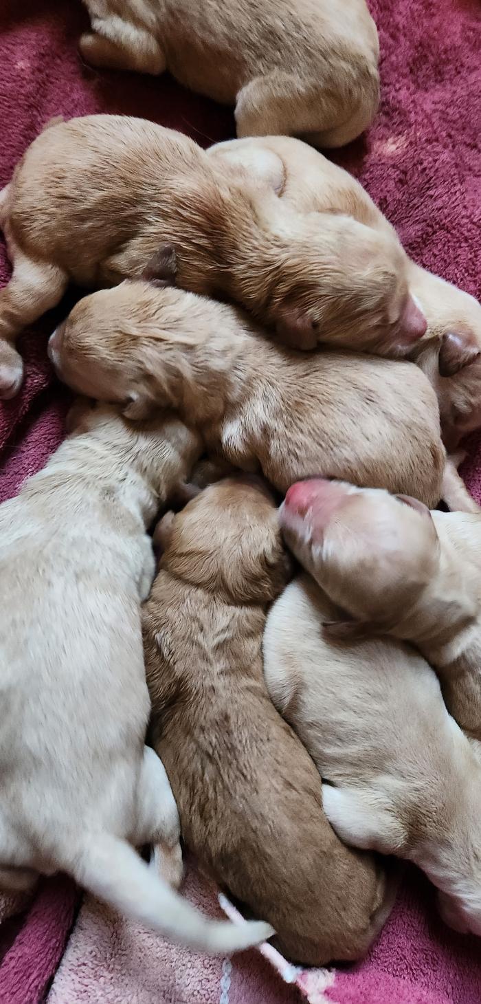 Brooklea Beauties - Hilton, NY