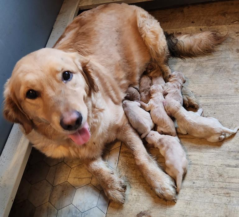 Brooklea Beauties - Hilton, NY
