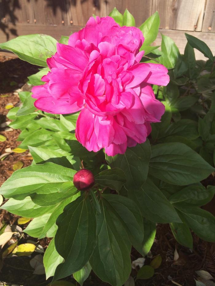 Habing Family Funeral Home - Gilroy, CA