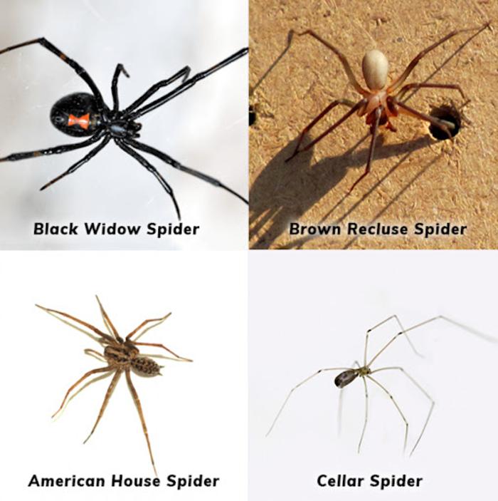 Ace Pest Protection - Hesperia, CA