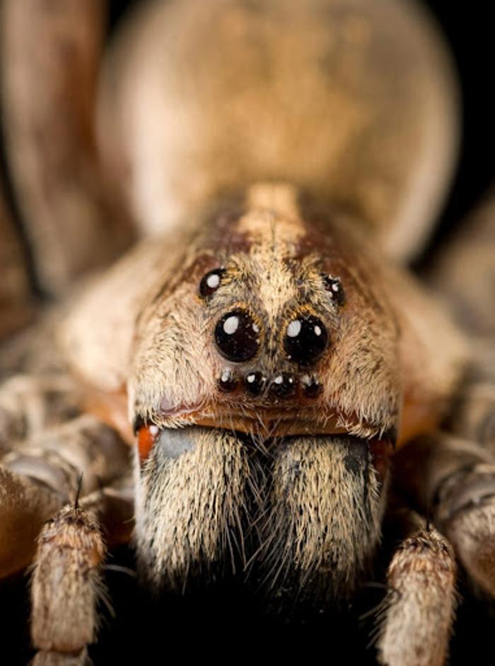 Ace Pest Protection - Hesperia, CA