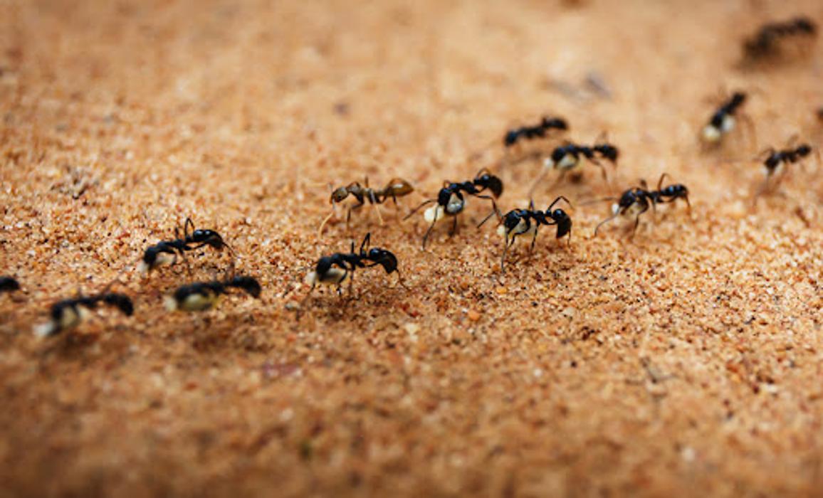 Ace Pest Protection - Hesperia, CA