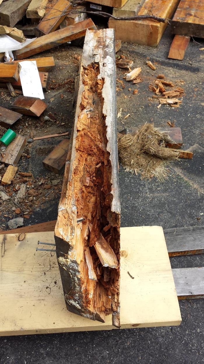 Eagle Pest Control & Tree Service - Anchorage, AK