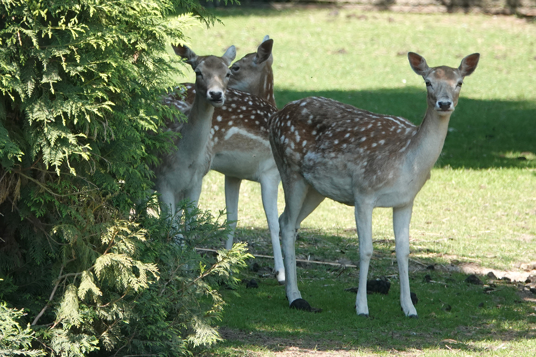 Miniature de la galerie