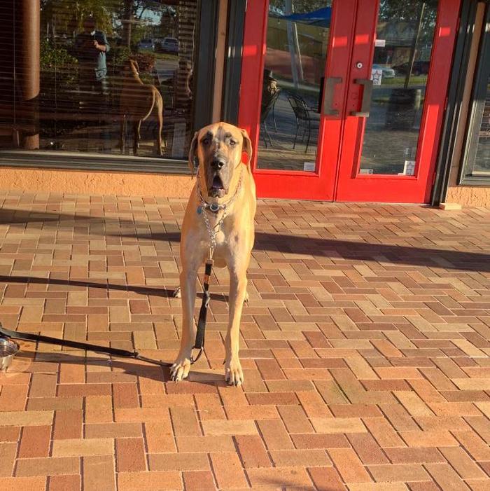 Ibis Pub & Grill Image