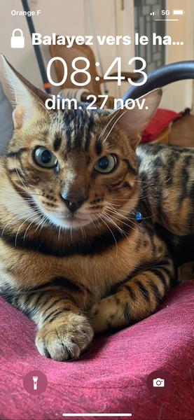 Chatterie Panthera du Maquis