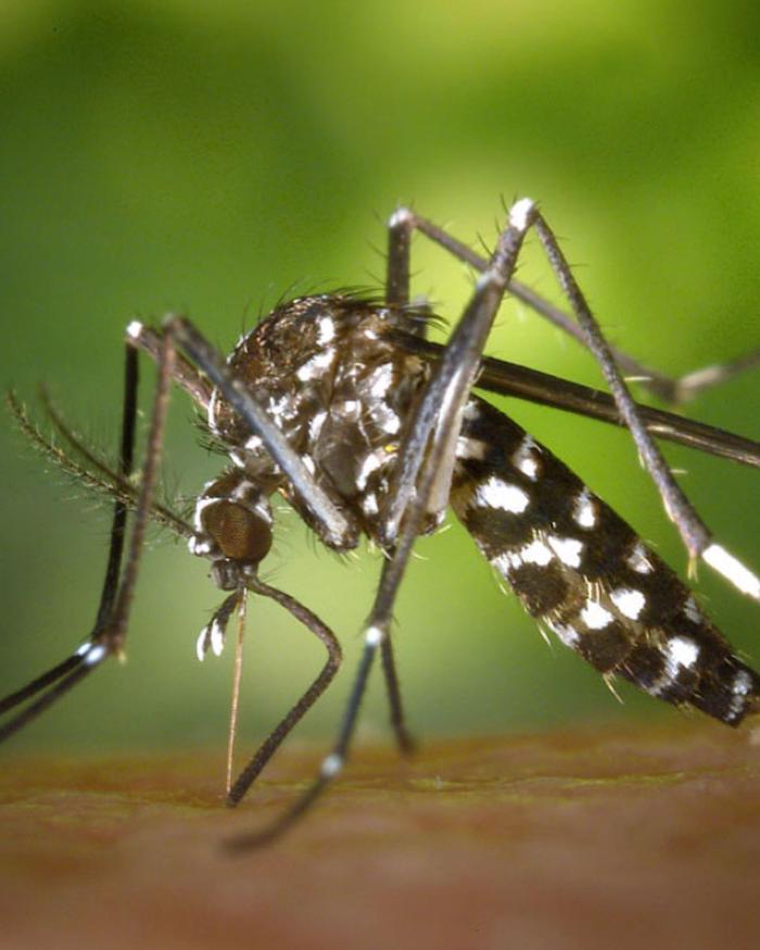 Mosquito Brothers - Hicksville, NY