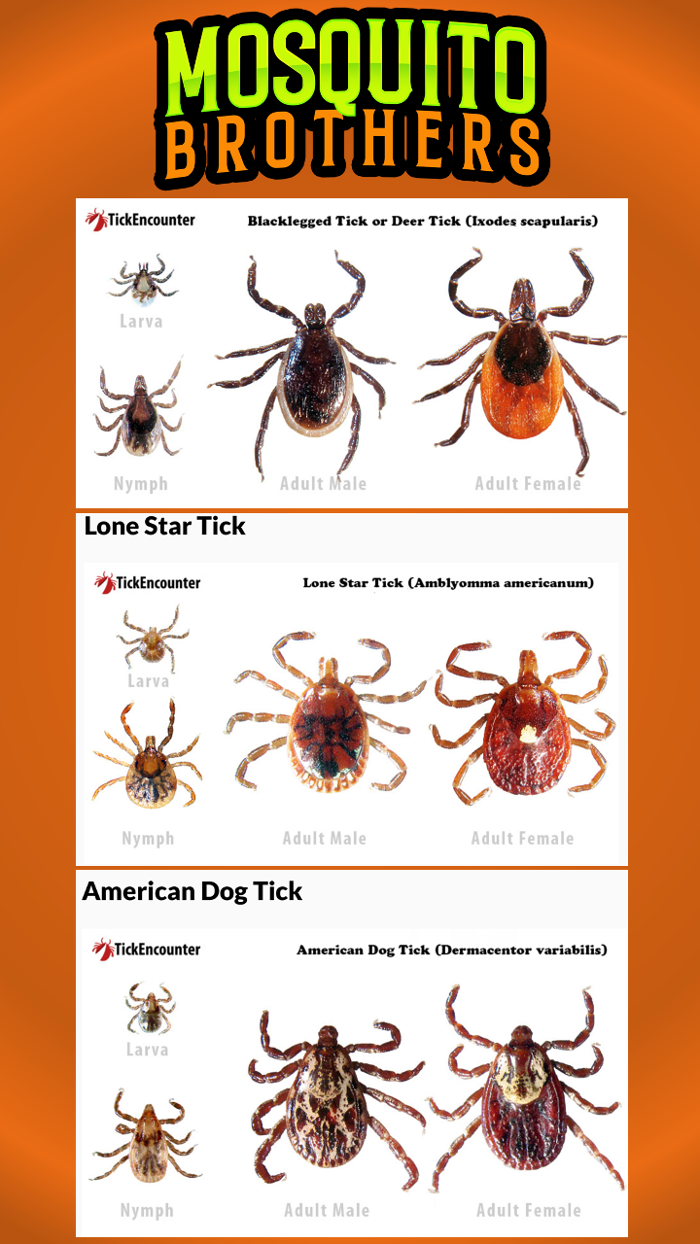 Mosquito Brothers - Hicksville, NY