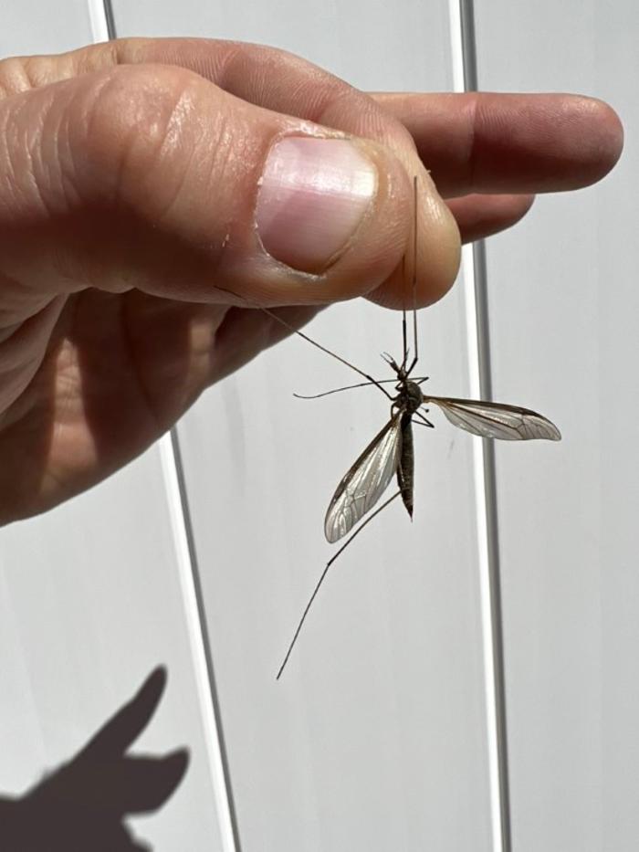 Mosquito Brothers - Hicksville, NY