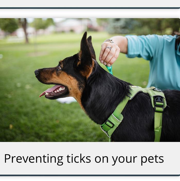 Mosquito Brothers - Hicksville, NY