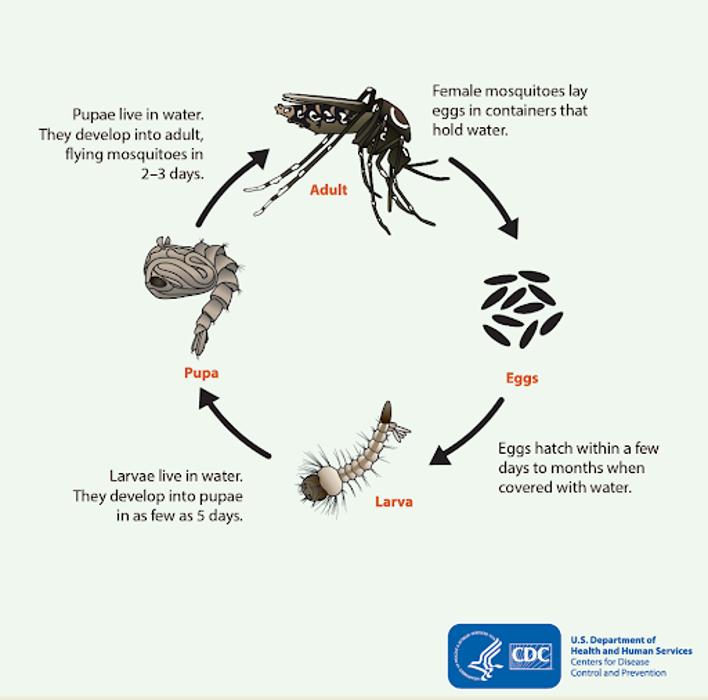 Mosquito Brothers - Hicksville, NY