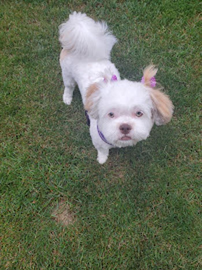 Tender Touch Grooming Salon - Milwaukee, WI