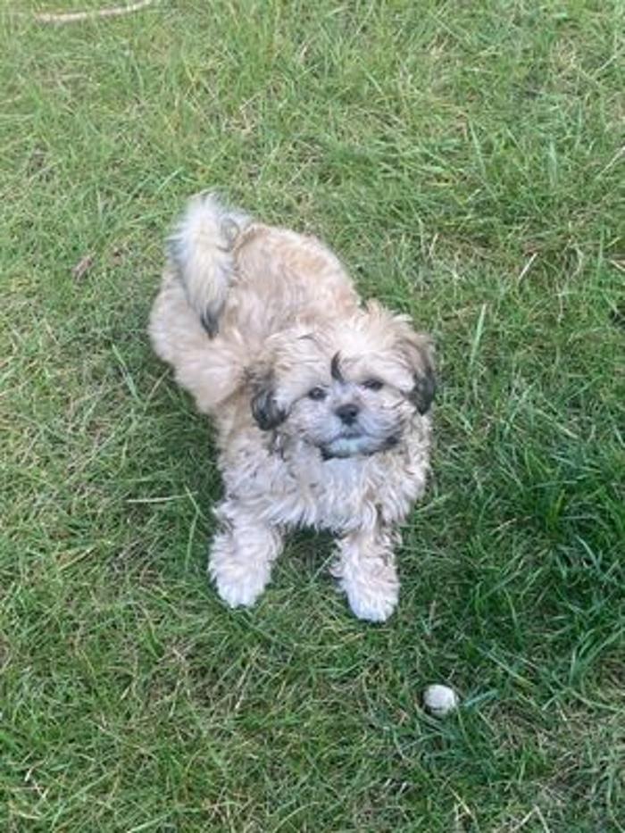 Tender Touch Grooming Salon - Milwaukee, WI