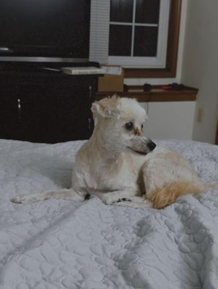 Tender Touch Grooming Salon - Milwaukee, WI