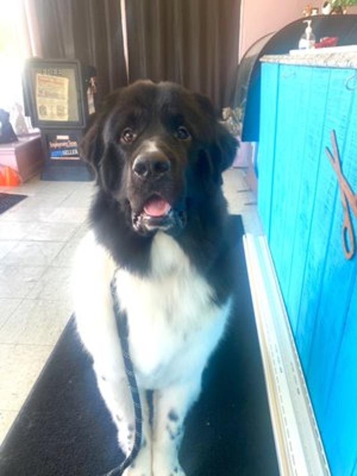 Tender Touch Grooming Salon - Milwaukee, WI