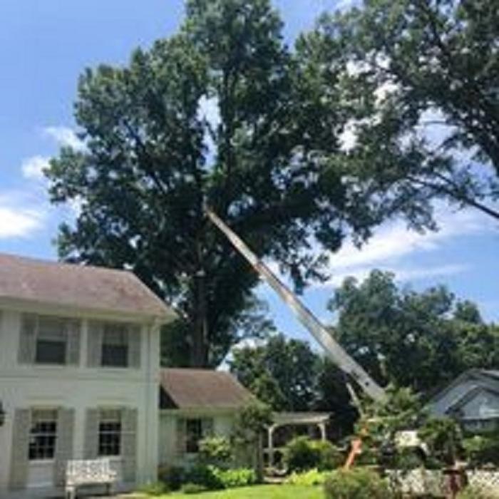 Chandler's Tree Service - Ponchatoula, LA