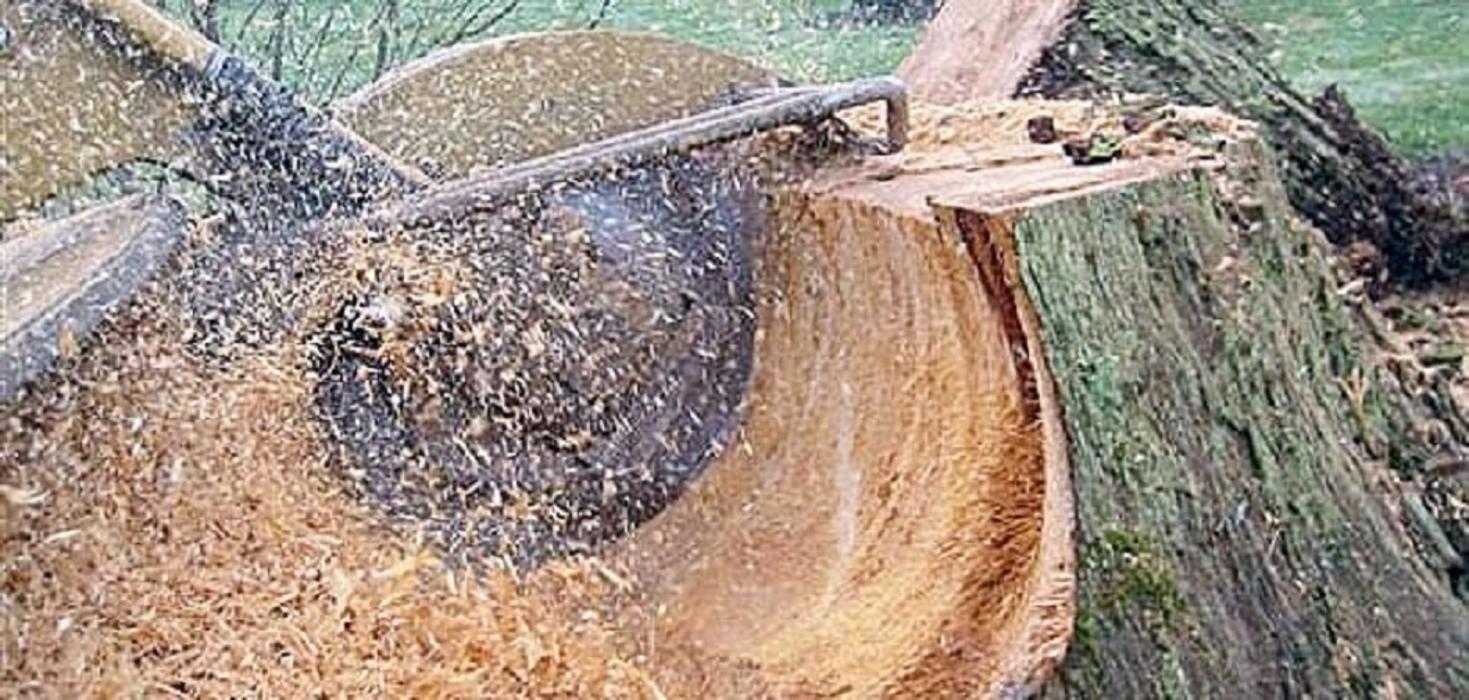 Chandler's Tree Service - Ponchatoula, LA