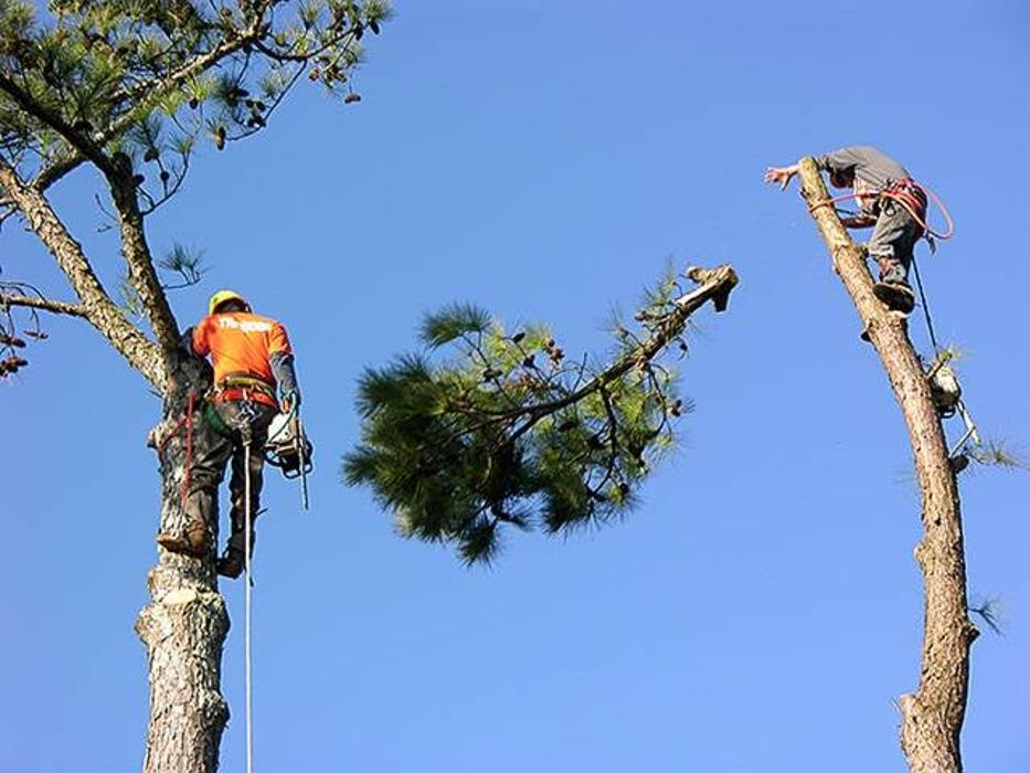 Chandler's Tree Service - Ponchatoula, LA
