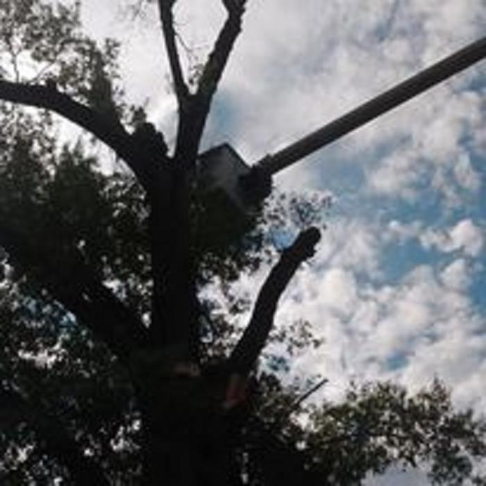 Chandler's Tree Service - Ponchatoula, LA