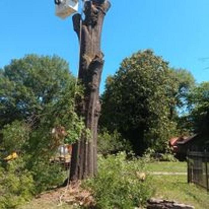 Chandler's Tree Service - Ponchatoula, LA